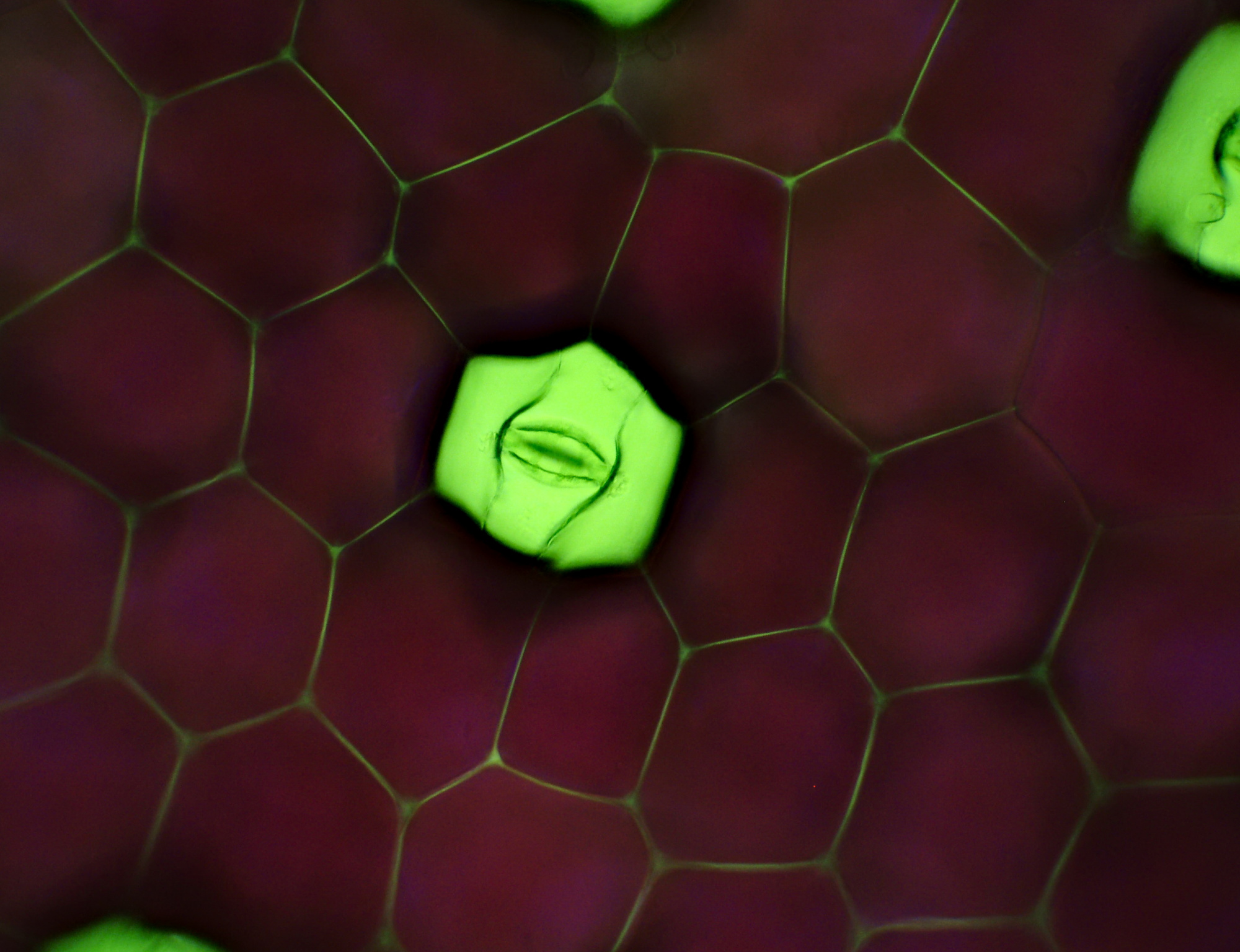 Stomata Tradescantia