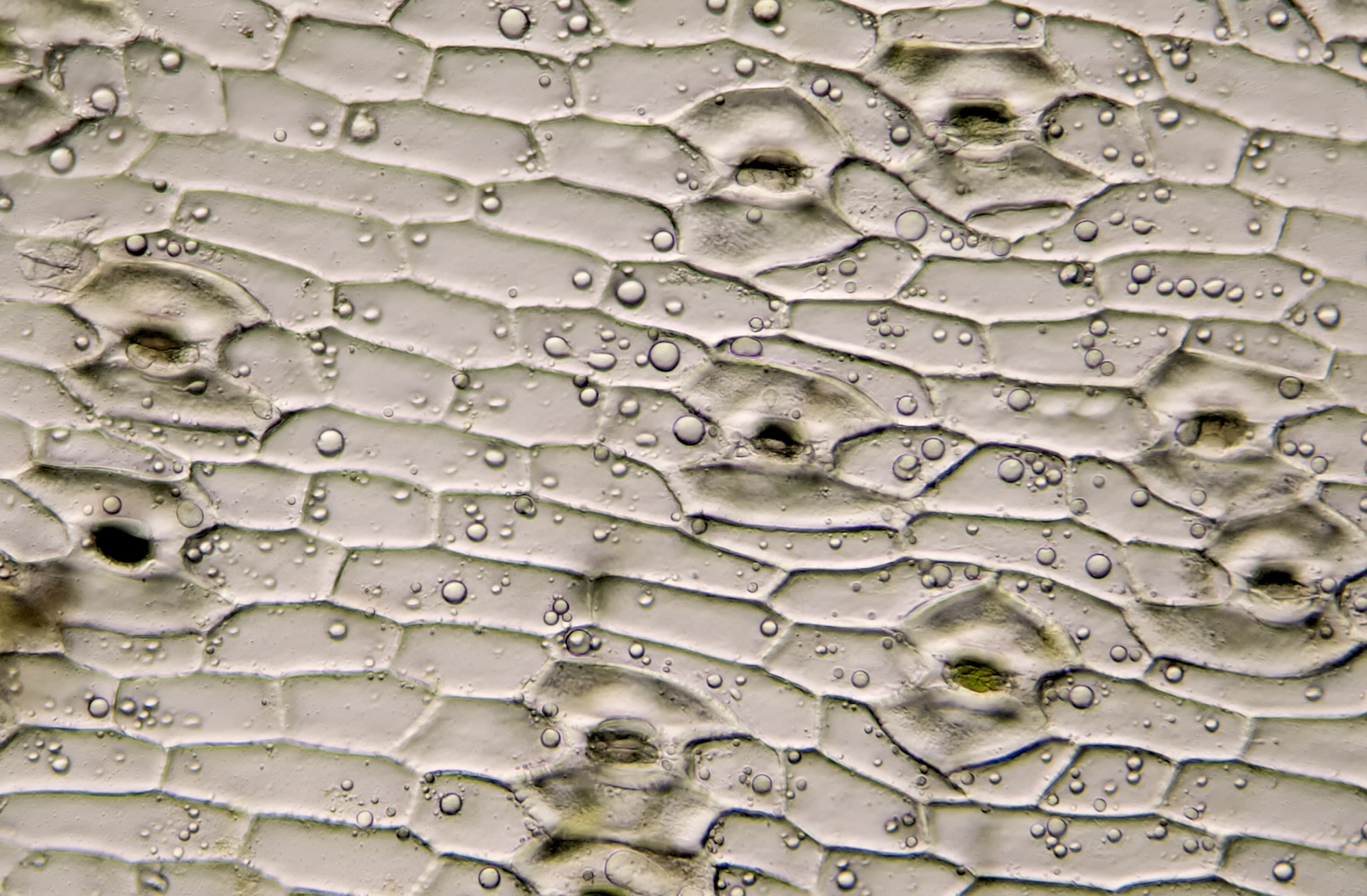 Stomata Yucca