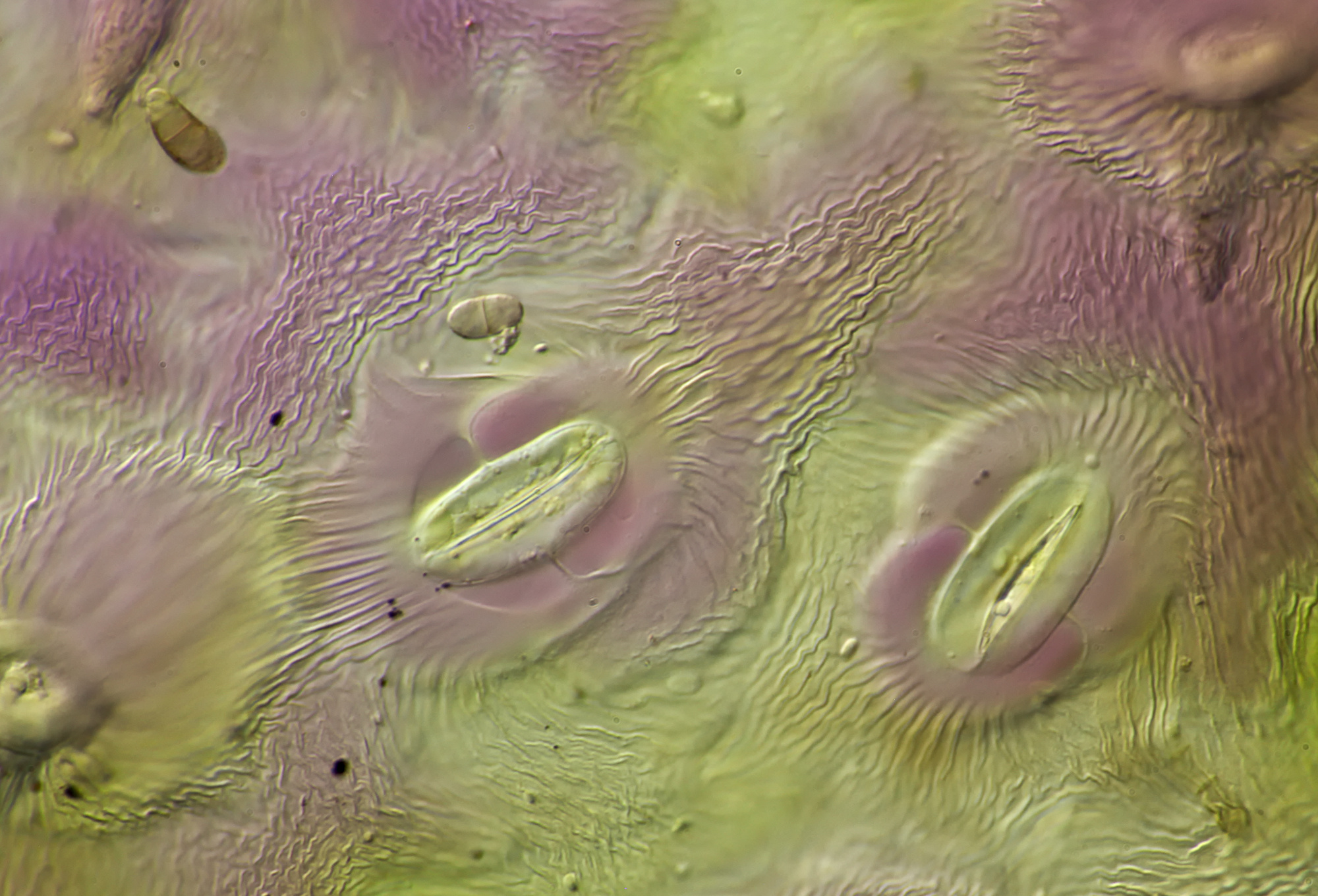 Stomata Acanthus