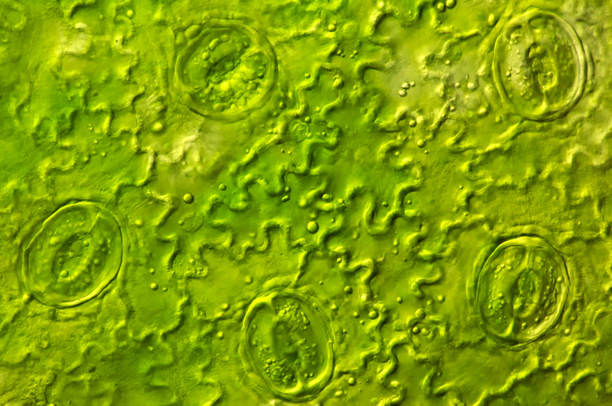 Stomata klimop