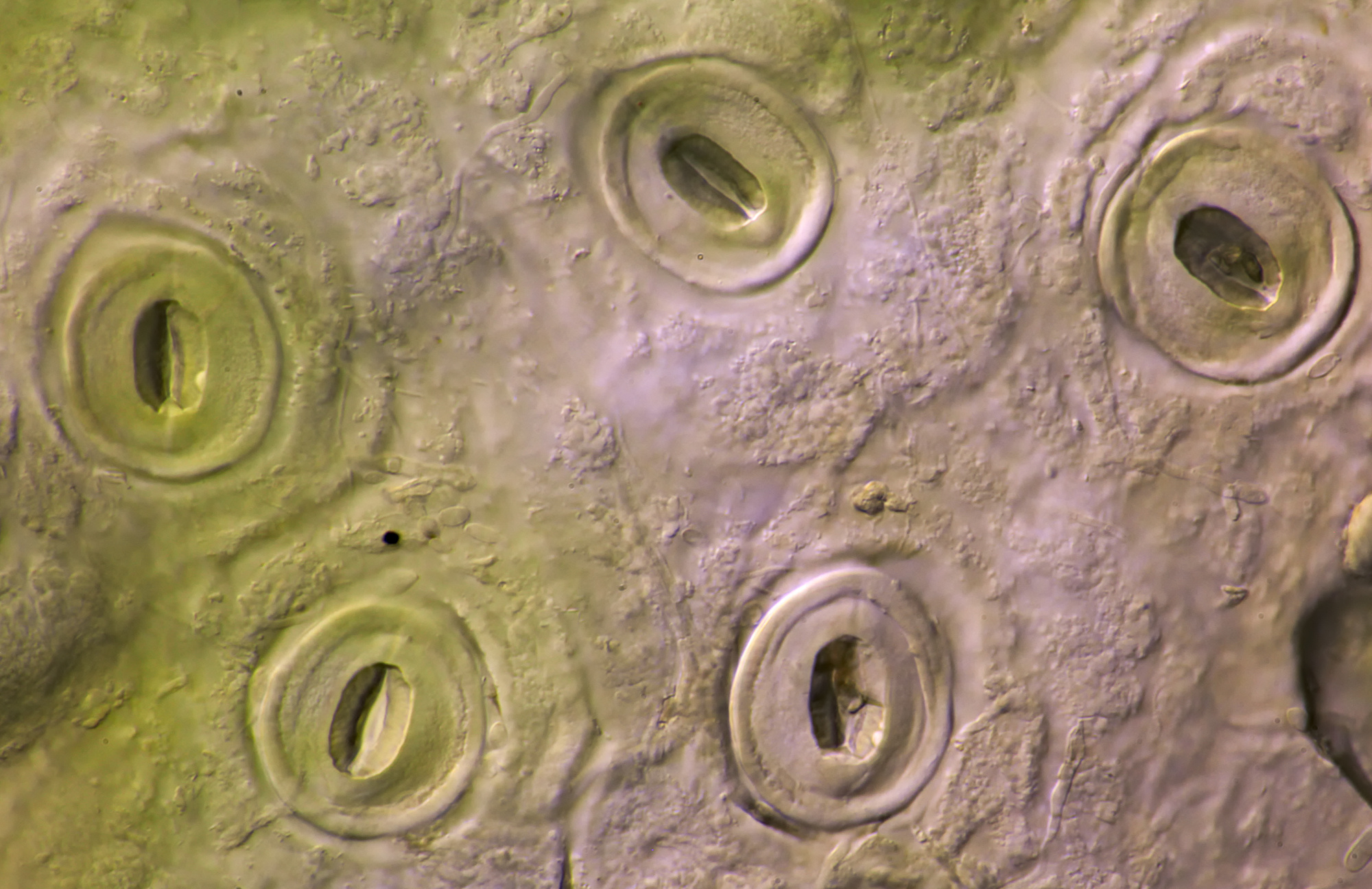 Stomata Laurierkers