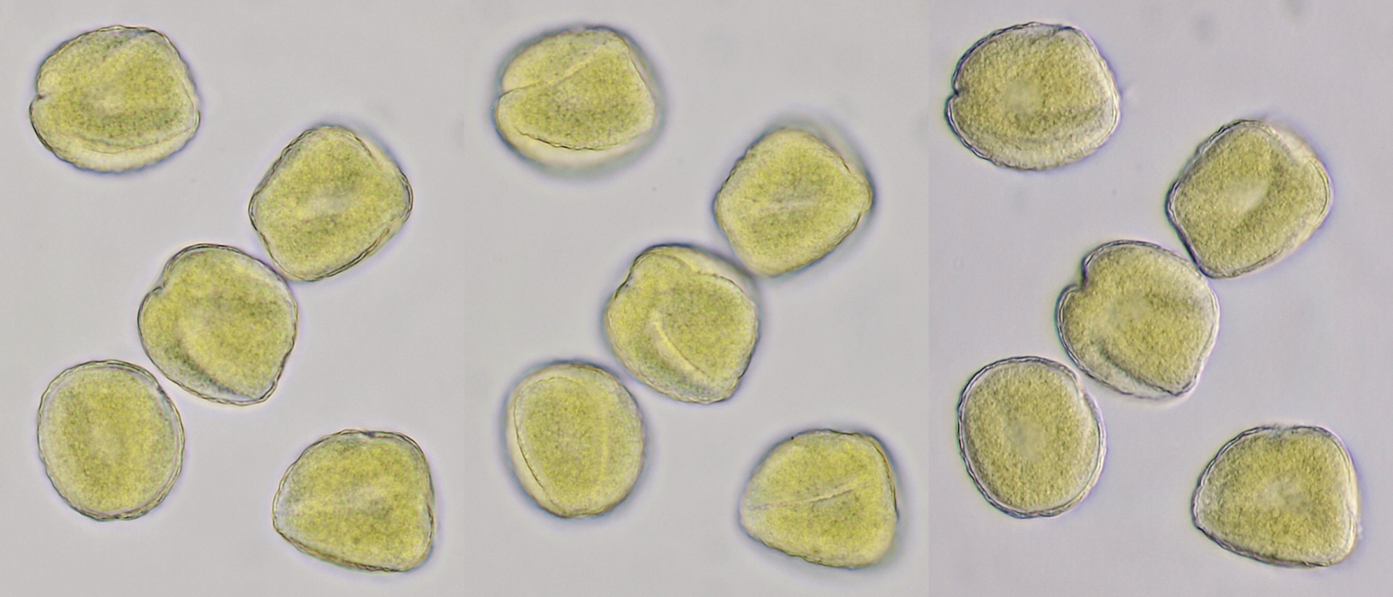 Pollen Ranunculus 