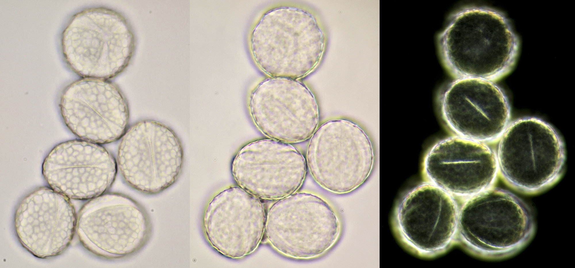 Pollen-Lamprocapnos