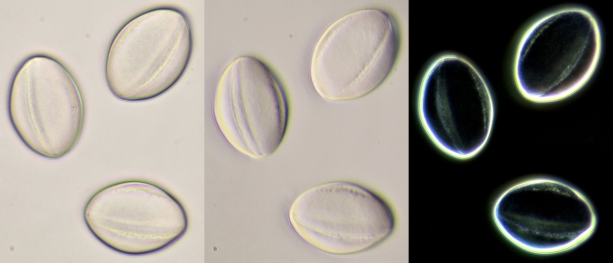 Pollen Paarse dovenetel