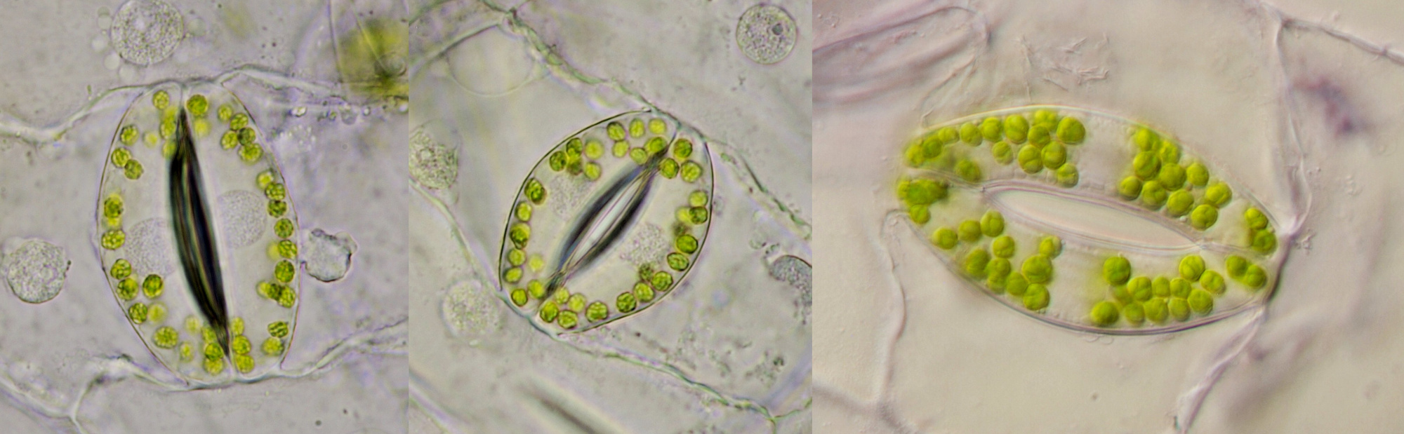 Stomata Tradescantia