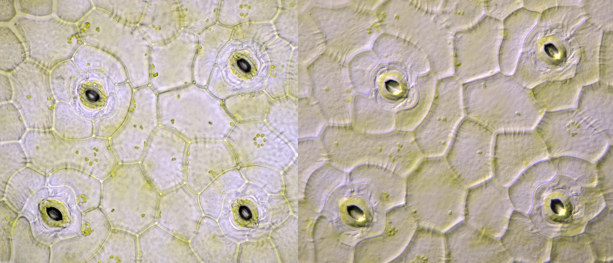Stomata Peperomia deppeana